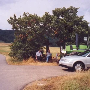 Falko
