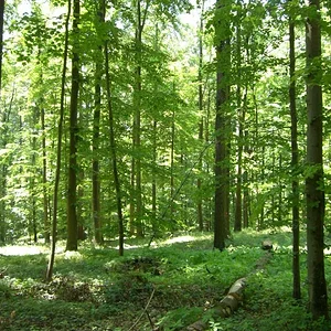 Hubbel