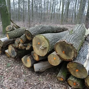 Matthias-IH353