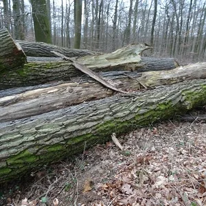 Matthias-IH353