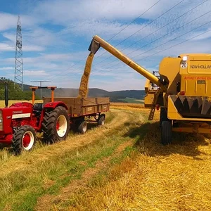 Gerste dreschen