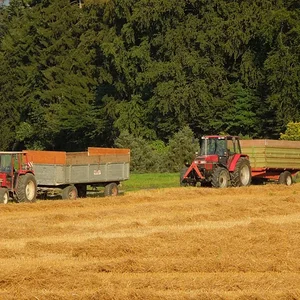 Dreschen 2013