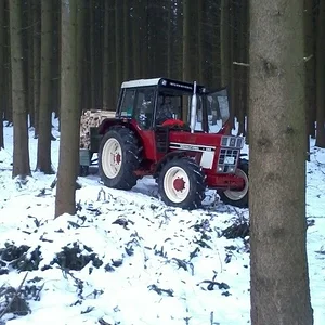 IHC im Wald
