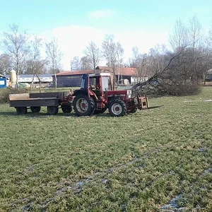Baum Fällung