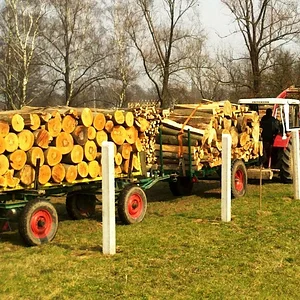 Holz