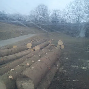 533A beim Holzmachen