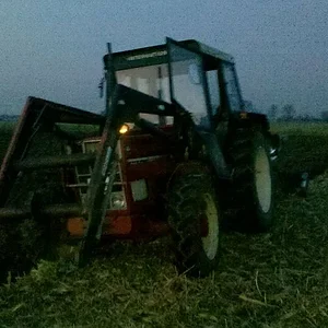Robin