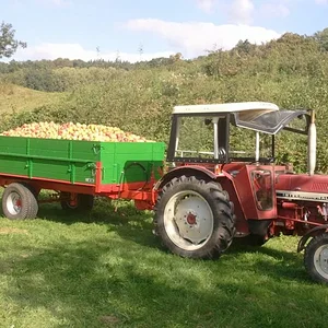 Apfelernte 2011