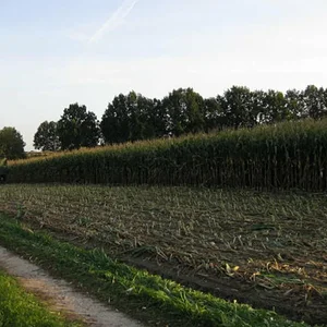 Bauerhartmann
