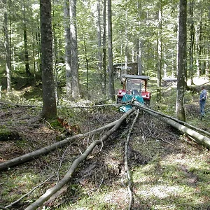 Brennholzarbeiten 2011