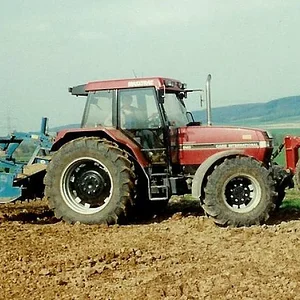 Ackergaul