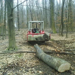 423 im Wald