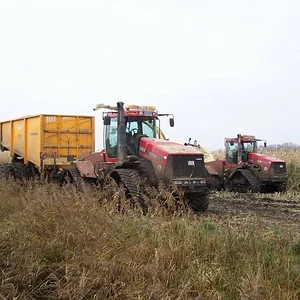 Maisernte im Moor