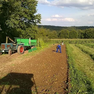 Kartoffeln 2010