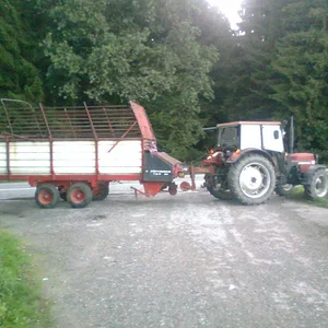 IHC 955