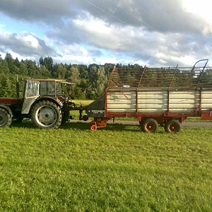 IHC 955