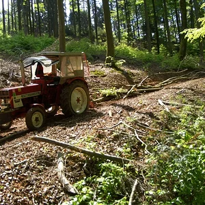 IHC im Wald...