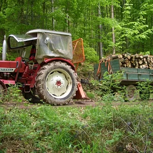 IHC im Wald...
