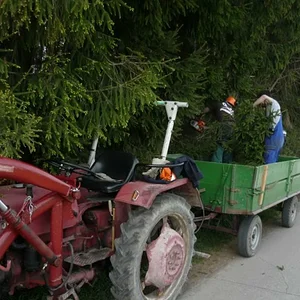 Reisig holen für Maibaum