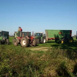 rolloderwikinger