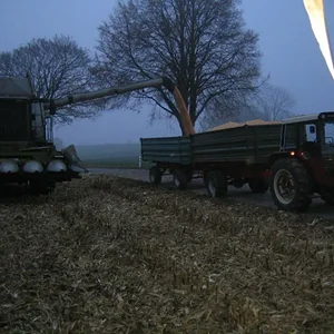 Mais Dreschen 2008