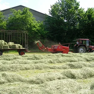 Schönes Gespann
