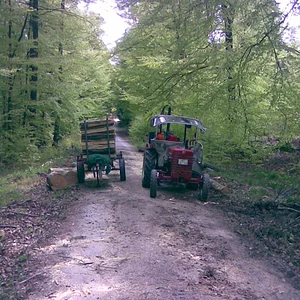 Heute beim Holzmachen