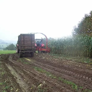 Mais