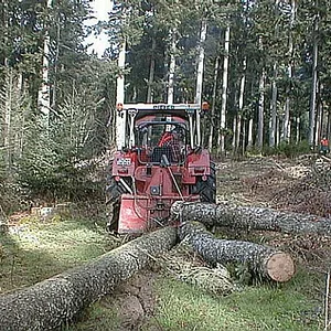 Waldaktion Käferholz