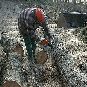 Waldaktion Käferholz