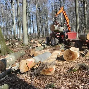 woodcutter