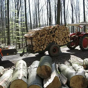 Holz machen bei bestem Wetter.