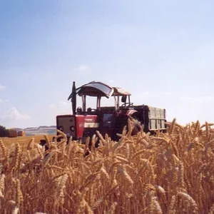 Falko