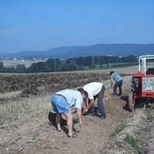 Kartoffelfest in unseren Dorf