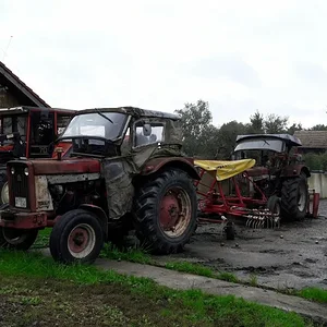 IHC D514