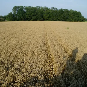 Jos