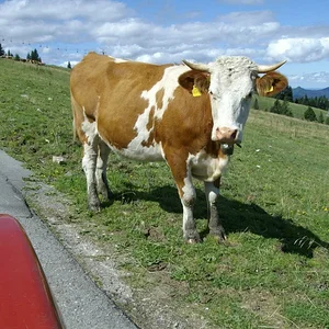 Schorsch