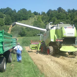 Dreschen 2011