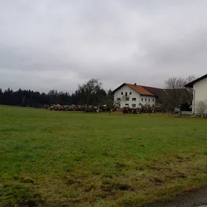 IHC Schlächer