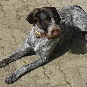 Anka