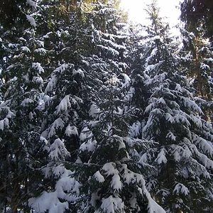 Im Wald