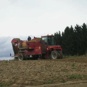 Kartoffel 2009