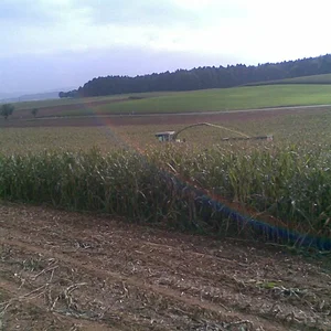 Beim Mais silieren
