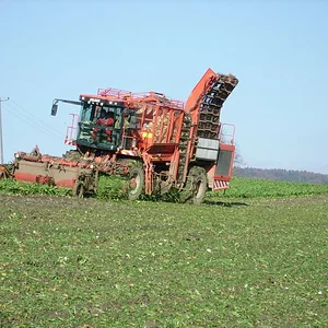 Zuckerrüben roden