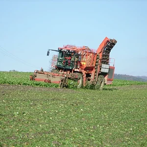Zuckerrüben roden