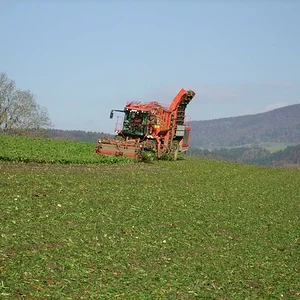 Zuckerrüben roden