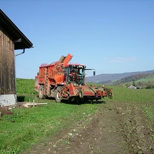 Zuckerrüben roden