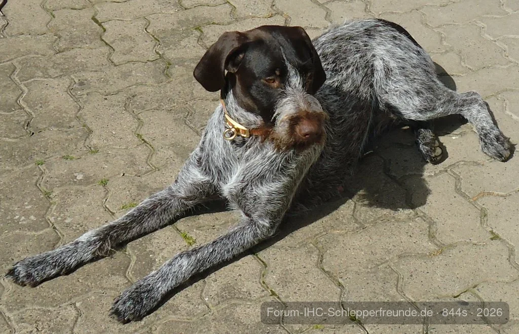 Anka