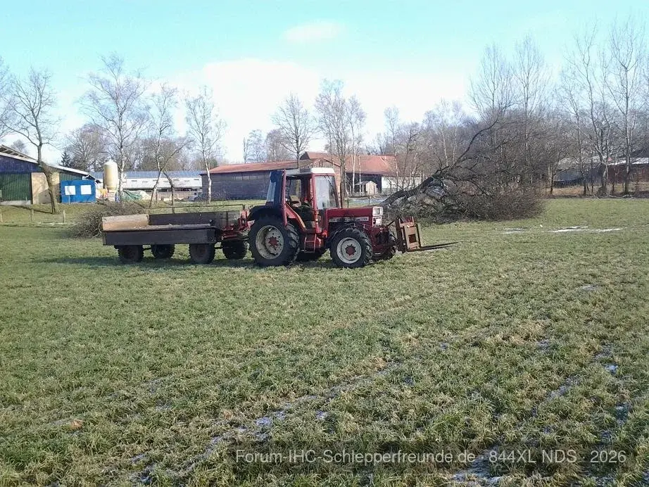 Baum Fällung