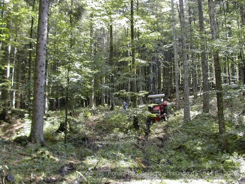 Brennholzarbeiten 2011